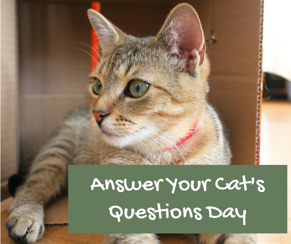 Answer Your Cat's Questions Day (2)