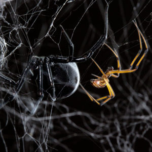 black-widow-spiders