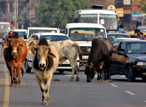 Traffic moves slowly as a group of stray bulls walk on a road in New Delhi.