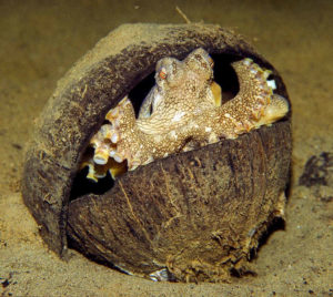 octopus-inside-coconut